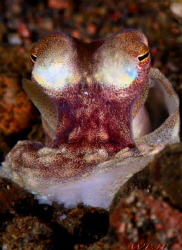 Baby Octopus by Wei-Lun Hsieh 